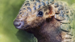 免费外语纪录片